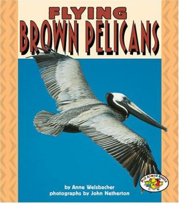 Flying brown pelicans