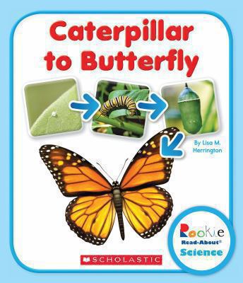 Caterpillar to butterfly