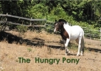 The hungry pony