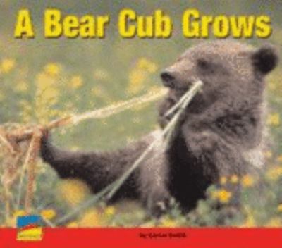 A bear cub grows
