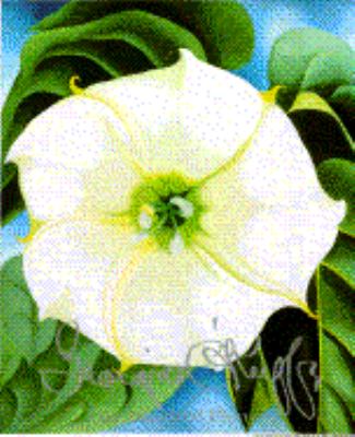 Georgia O'Keeffe : one hundred flowers