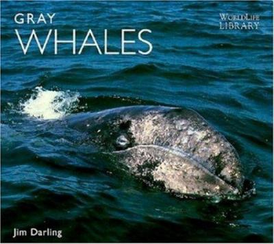 Gray whales