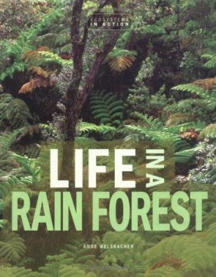 Life in a rain forest