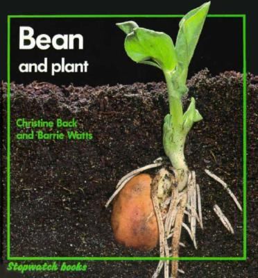 Bean and plant