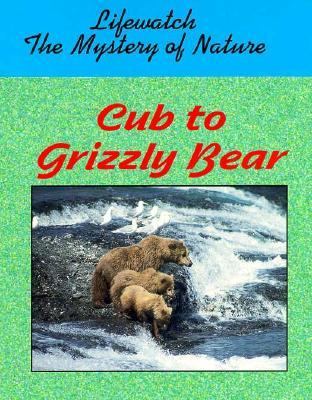 Cub to grizzly bear