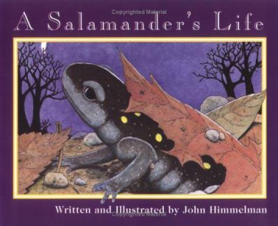 A salamander's life