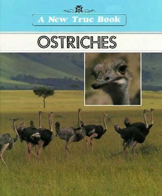 Ostriches