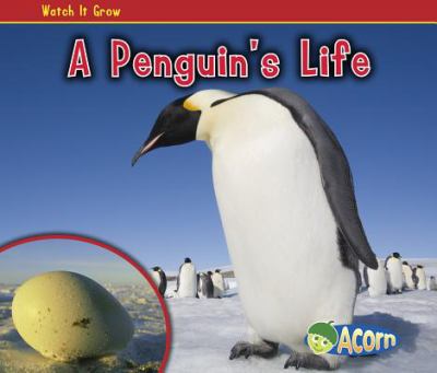 A penguin's life