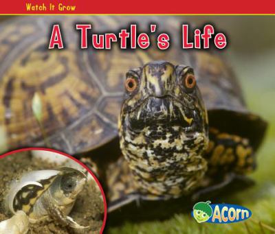 A turtle's life