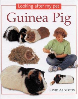 Looking after my pet guinea pig