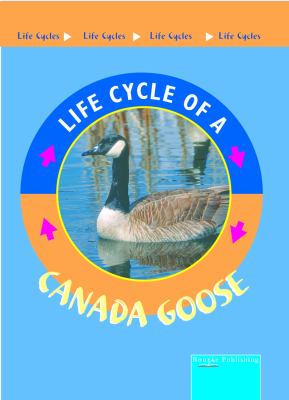 Canada goose