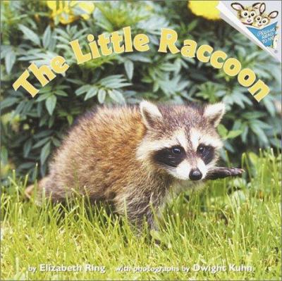 The little raccoon