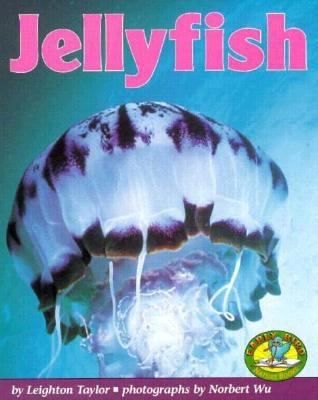 Jellyfish