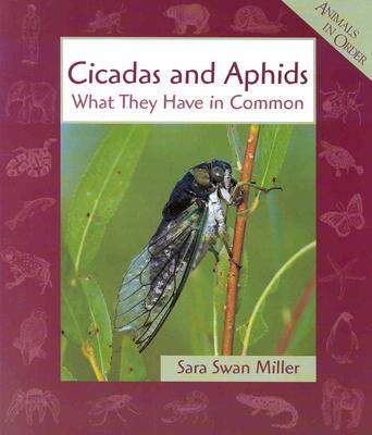 Cicadas and aphids : what they have in common