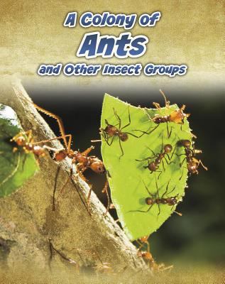 A colony of ants, and other insect groups