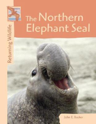 The Northern elephant seal