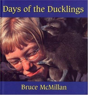 Days of the ducklings