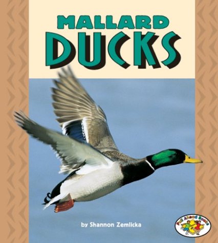 Mallard ducks