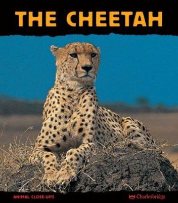 The cheetah : fast as lightning