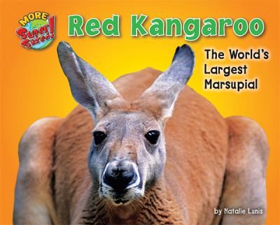 Red kangaroo : the world's largest marsupial