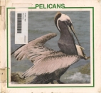 Pelicans