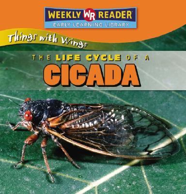 The life cycle of a cicada