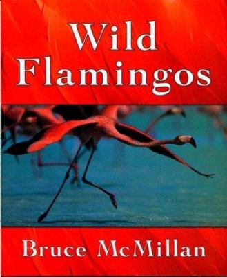 Wild flamingos