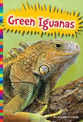 Green iguanas