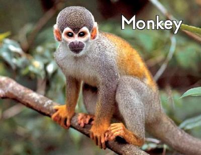 Monkey