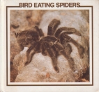 Bird eating spiders