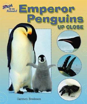 Emperor penguins up close