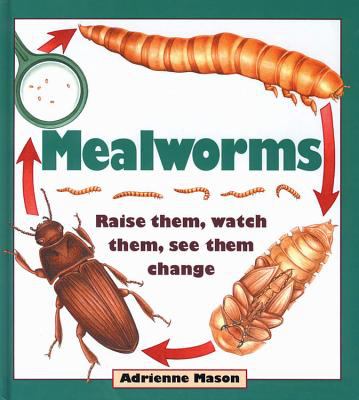 Mealworms : raise them, watch them, see them change