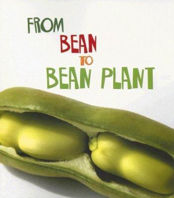 From bean to bean plant