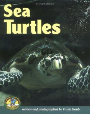 Sea turtles