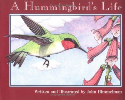 A hummingbird's life