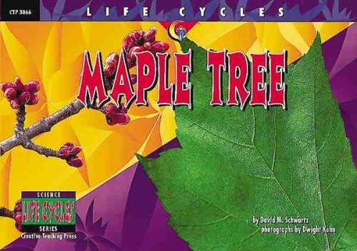 Maple tree