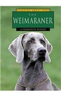 The weimaraner