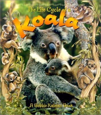 The life cycle of a koala