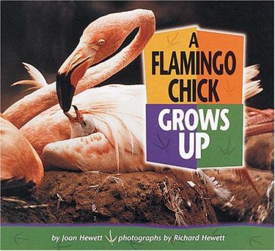 A flamingo chick grows up