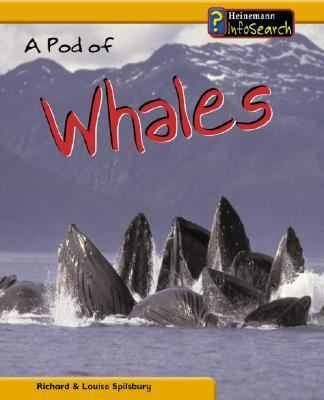 A pod of whales