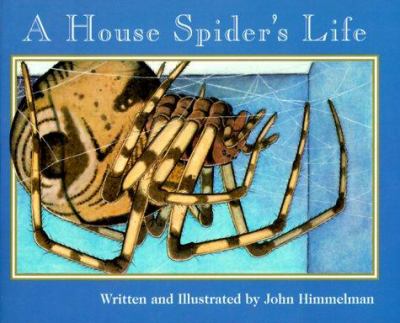 A house spider's life