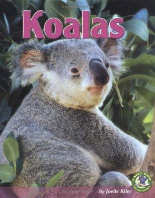 Koalas