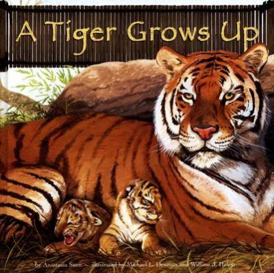 A tiger grows up