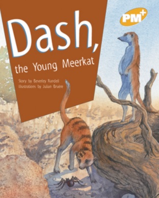 Dash, the young meerkat