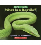 What is a reptile?