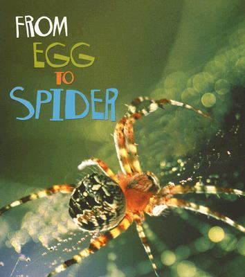 From egg to spider