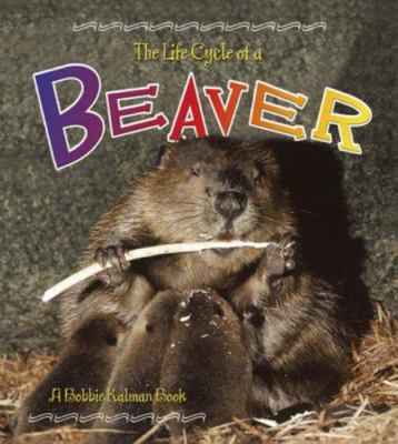 The life cycle of a beaver