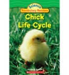Chick life cycle