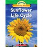 Sunflower life cycle