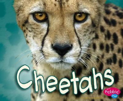 Cheetahs